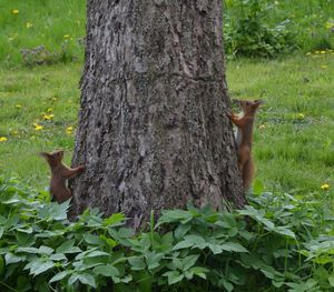 Close-up of squirrel on tree trunk