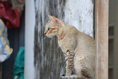 Cat looking away