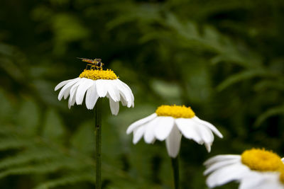 Close-up of white daisy