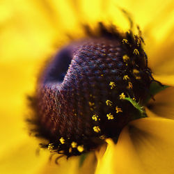 Close-up of insect on yellow flower