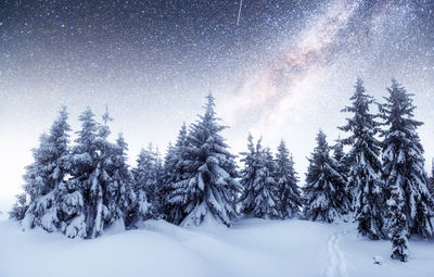 Snow covered pine trees in forest against sky