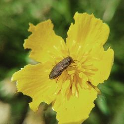 Close-up of insect on yellow flower