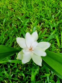 Close-up of white flowering plants