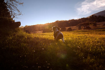 Dog standing in field