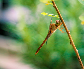 Close-up of insect on plant