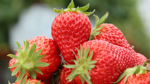 Close-up of strawberries