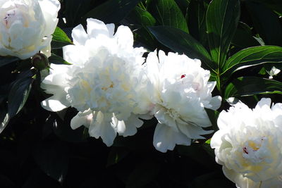 Close-up of white flowering plant