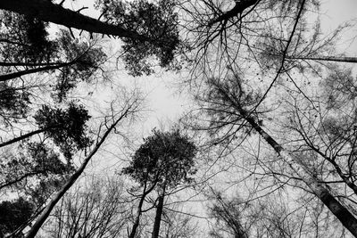 Low angle view of trees against sky