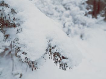 Close-up of frozen tree against sky