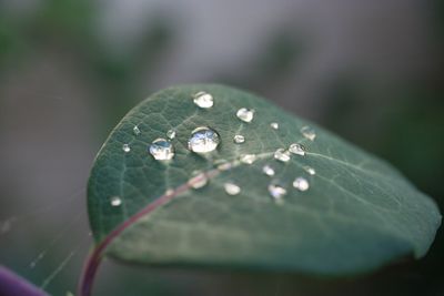 Close-up of raindrops on leaves