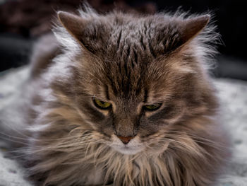 Close-up portrait of a cat