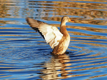 Duck swimming in lake