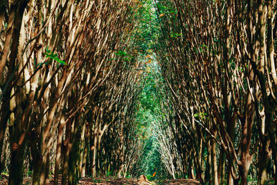 Trees in forest