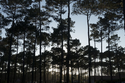 Low angle view of trees in forest