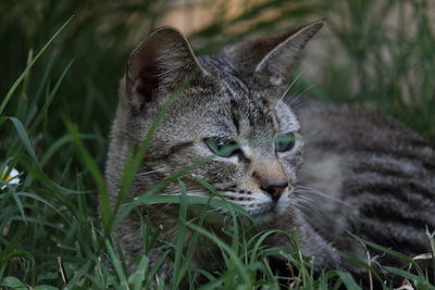 Cat laying in grass