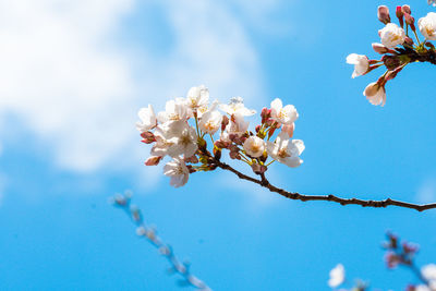 Close-up of white cherry blossoms in spring