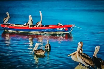 Close-up of swans on sea