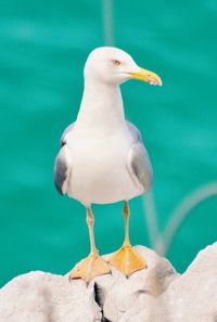 Close-up of bird perching outdoors