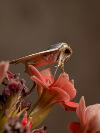 Close-up of insect on flower