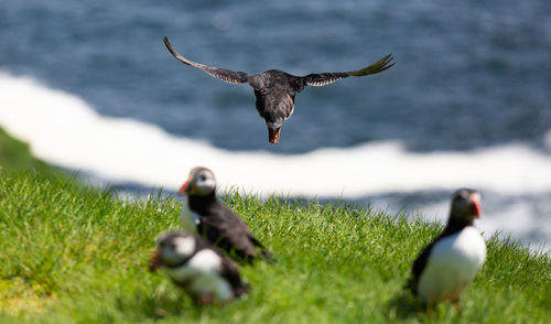 Bird flying over a field