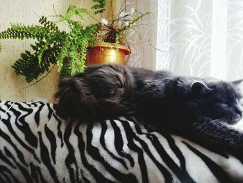 Cat resting on tiled floor