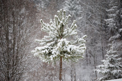 Close-up of snowflakes on tree