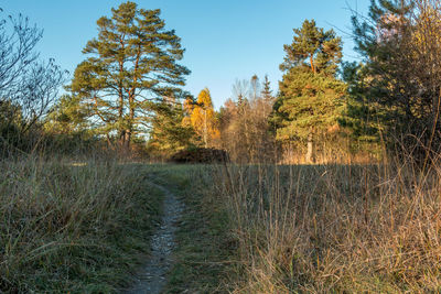 Trees on landscape against clear sky