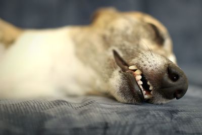 Close-up of dog sleeping on sofa