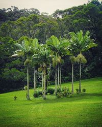 Trees on grassy field