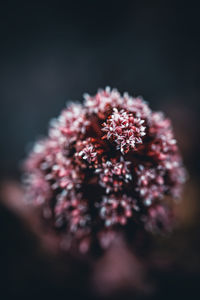 Close-up of red flowering plant against black background