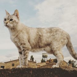 Cat against sky