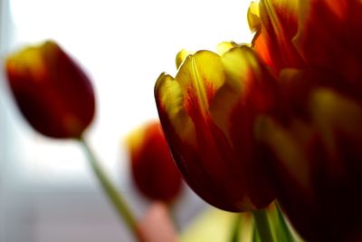 Close-up of yellow flower