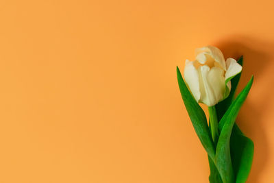 Close-up of rose flower against orange background