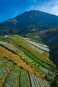 Landscape of the terraced spring onion fields, sukomakmur, magelang, indonesia