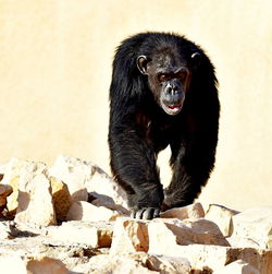 Black dog sitting on rock