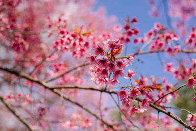 Close-up of pink cherry blossom