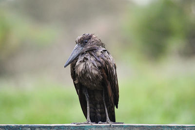 Close-up of eagle perching on wood