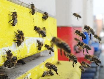 Close-up of bees flying by beehive