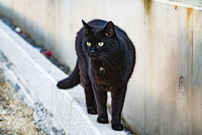 Black cat at roadside