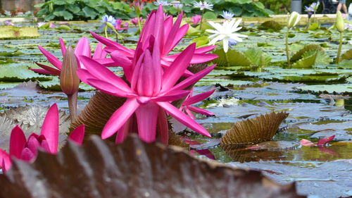 Close-up of lotus water lily