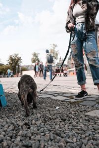 Dog walking on street in city against sky