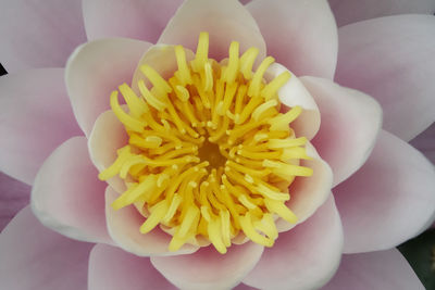 Close-up of yellow flower