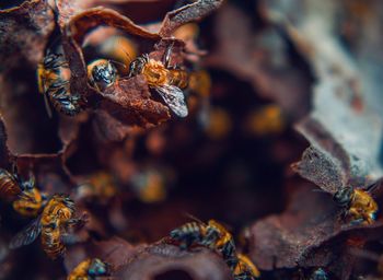 Close-up of dry leaves