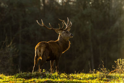 Deer standing on field