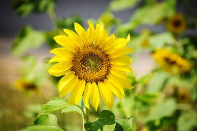 Close-up of yellow sunflower