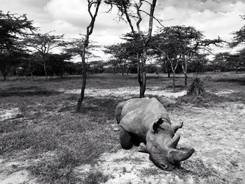 View of an animal on field