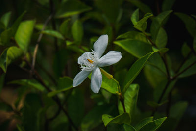 Close-up of white flowering plant