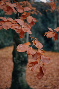 Close-up of autumnal leaves against blurred background