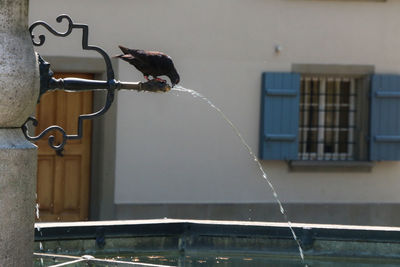 Bird perching on a window of a building