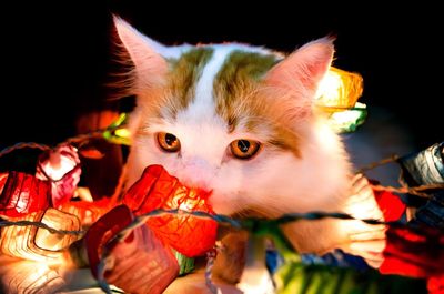 Close-up portrait of cat